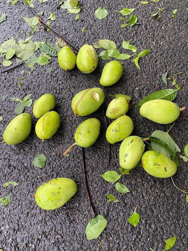 Vì sao xoài, mít rải khắp phố phường nhưng người Trung Quốc không ai dám ăn? Vì sao xoài, mít rải khắp phố phường nhưng người Trung Quốc không ai dám ăn?