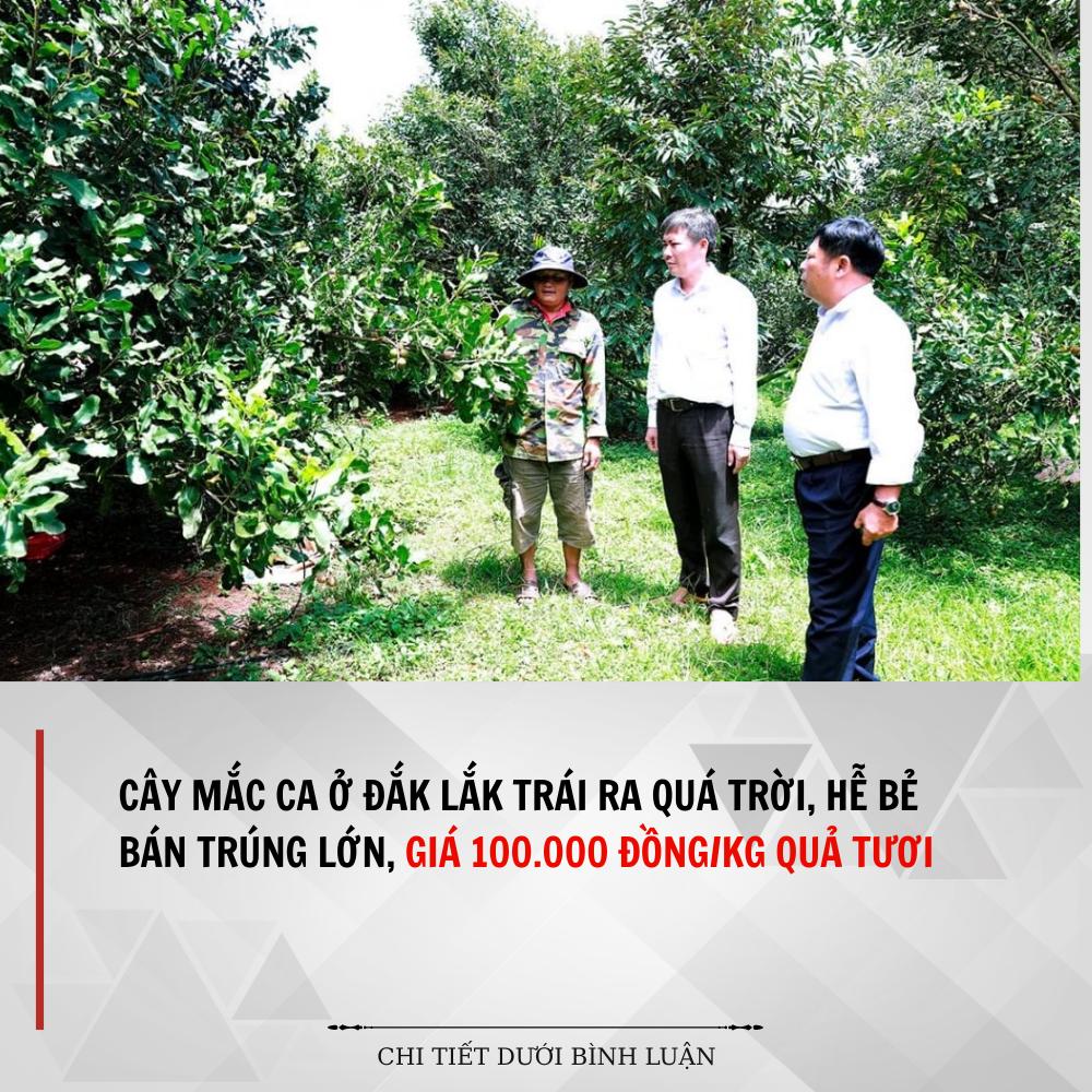 Cây mắc ca ở Đắk Lắk trái ra quá trời, hễ bẻ bán trúng lớn, giá 100.000 đồng/kg quả tươi Cây mắc ca ở Đắk Lắk trái ra quá trời, hễ bẻ bán trúng lớn, giá 100.000 đồng/kg quả tươi